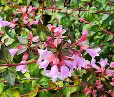 Garden World - The Portland Area's Best Garden Center